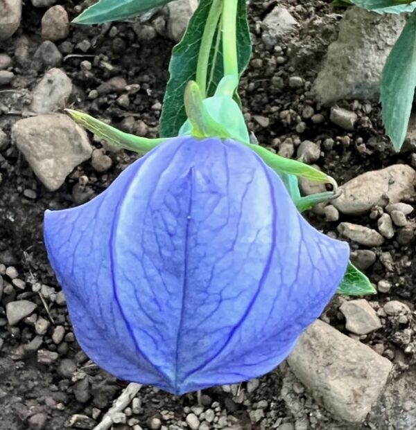 Balloonflower (Platycodon grandiflorus) potted plant, organic - Image 7