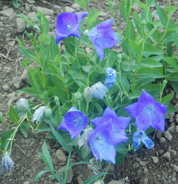 Balloonflower (Platycodon grandiflorus) potted plant, organic - Image 4