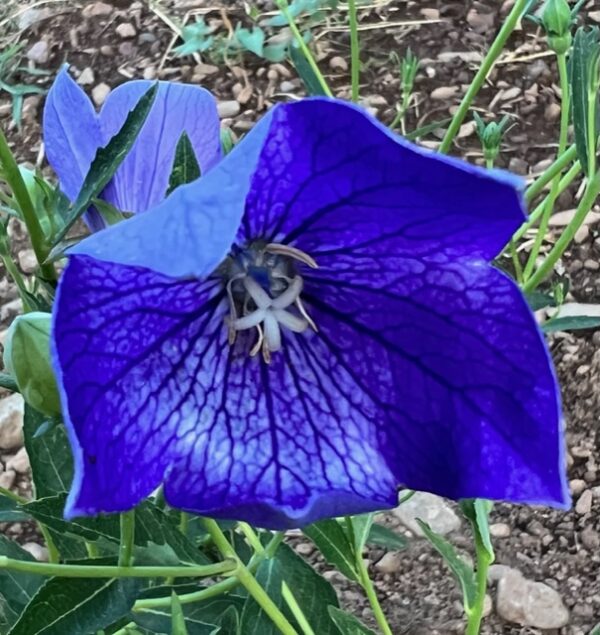 Balloonflower (Platycodon grandiflorus) potted plant, organic - Image 6