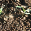 Corn, Golden Bantam (Zea mays) seeds, organic - Image 3