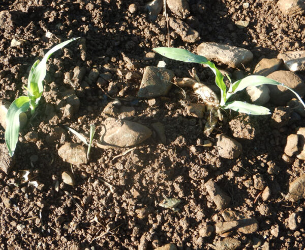 Corn, Golden Bantam (Zea mays) seeds, organic - Image 4