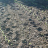 Corn, Golden Bantam (Zea mays) seeds, organic - Image 4
