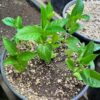 Baobab Tree (Adansonia digitata), packet of 5 seeds - Image 13
