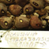 Baobab Tree (Adansonia digitata), packet of 5 seeds - Image 11