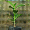 Baobab Tree (Adansonia digitata), packet of 5 seeds
