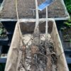 Baobab Tree (Adansonia digitata), packet of 5 seeds - Image 2