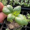 Basil, Genovese (Ocimum basilicum) seeds, organic - Image 3