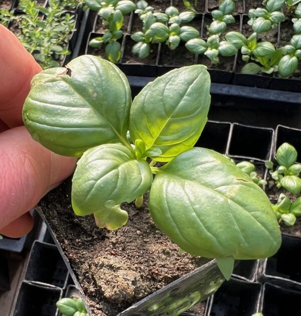 Basil, Genovese (Ocimum basilicum) seeds, organic - Image 3