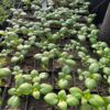 Basil, Genovese (Ocimum basilicum) seeds, organic - Image 2