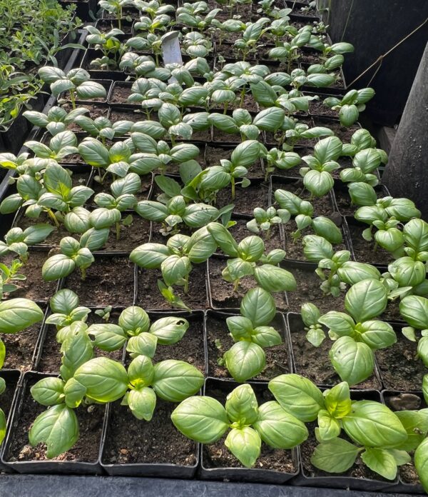 Basil, Genovese (Ocimum basilicum) seeds, organic - Image 2