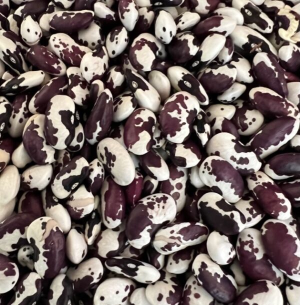 Bean, Anasazi Cave Pole Beans (Phaseolus vulgaris), packet of 10 seeds, organic - Image 4