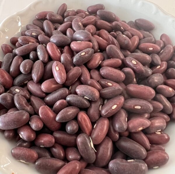 Bean, Provider Bush (Phaseolus vulgaris) seeds, organic