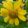 Bearsfoot (Polymnia uvedalia), packet of 10 seeds - Image 2