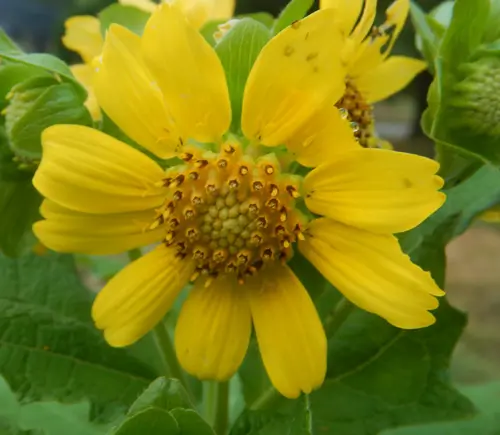 Bearsfoot (Polymnia uvedalia), packet of 10 seeds - Image 2