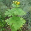 Bearsfoot (Polymnia uvedalia), packet of 10 seeds