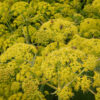 Giant Anise Fennel (Ferula communis) seeds, organic - Image 2