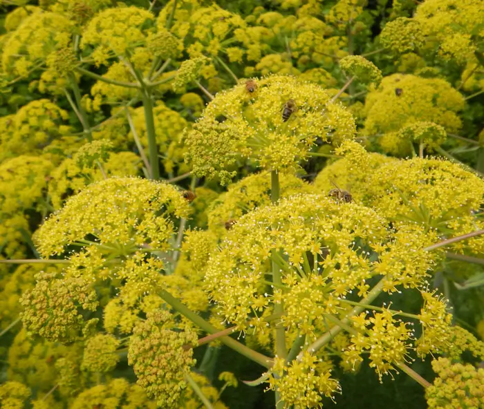 Giant Anise Fennel (Ferula communis) seeds, organic - Image 2