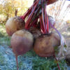 Beet, Detroit Dark Red (Beta vulgaris) seeds, organic - Image 3
