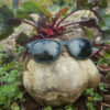 Beet, Detroit Dark Red (Beta vulgaris) seeds, organic