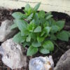 Belladonna, Official (Atropa belladonna) seeds, organic