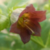 Belladonna, Official (Atropa belladonna) seeds, organic - Image 3