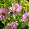 Bergamot Set (4 seed packets): Bergamots--Lavender, Lemon, Sweetleaf, Yellow Dotted Mint - Image 3