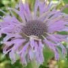 Bergamot Set (4 seed packets): Bergamots--Lavender, Lemon, Sweetleaf, Yellow Dotted Mint