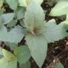 Bergamot Set (4 seed packets): Bergamots--Lavender, Lemon, Sweetleaf, Yellow Dotted Mint - Image 2
