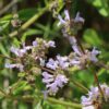 Black Sage (Salvia mellifera) in Bloom