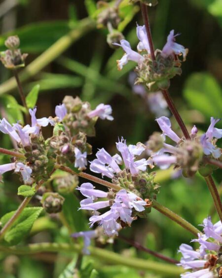 Black Sage (Salvia mellifera) in Bloom