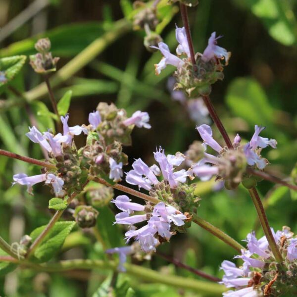 Black Sage (Salvia mellifera) in Bloom