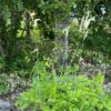 Black Cohosh (Cimicifuga racemosa) seeds, organic