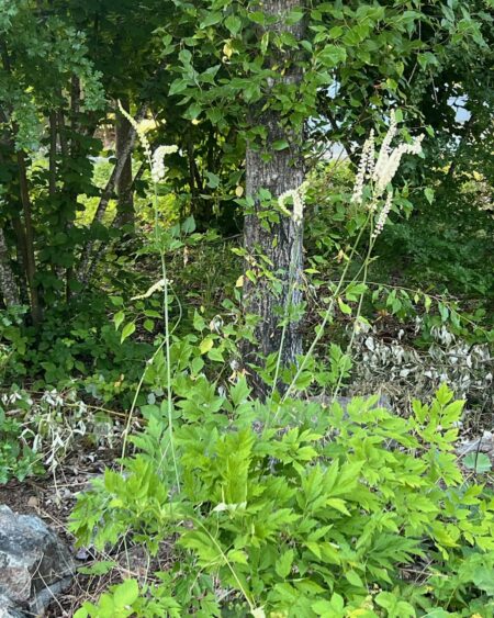 Black Cohosh (Cimicifuga racemosa) seeds, organic