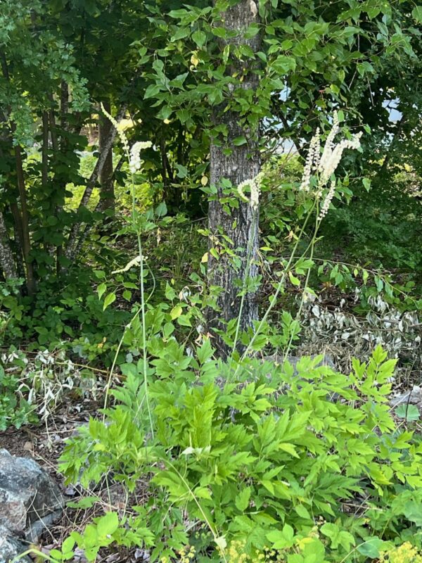 Black Cohosh (Cimicifuga racemosa) seeds, organic