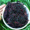 Elderberry, Black (Sambucus nigra), Dried Berries, 100g Bag, Organic - Image 2
