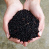 Elderberry, Black (Sambucus nigra), Dried Berries, 100g Bag, Organic