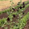 Hollyhock, Arabian Nights (Alcea rosea var nigra), packet of 20 seeds, organic - Image 2