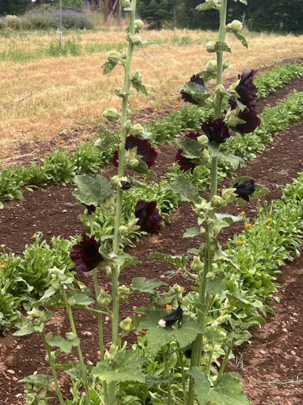 Hollyhock, Arabian Nights (Alcea rosea var nigra), packet of 20 seeds, organic - Image 2