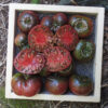 Tomato, Black Krim (Lycopersicon esculentum), packet of 30 seeds, organic