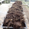 Black Cohosh (Cimicifuga racemosa) seeds, organic - Image 3