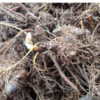 Black Cohosh (Cimicifuga racemosa) seeds, organic - Image 2