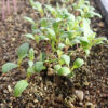 Henbane, Black (Hyoscyamus niger) seeds, organic [CA, CO, ID, KS, NV, NM, SD, UT, WA, WY No] - Image 6