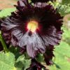 Hollyhock, Arabian Nights (Alcea rosea var nigra), packet of 20 seeds, organic