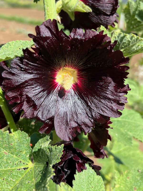 Hollyhock, Arabian Nights (Alcea rosea var nigra), packet of 20 seeds, organic