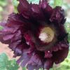 Hollyhock, Arabian Nights (Alcea rosea var nigra), packet of 20 seeds, organic - Image 3