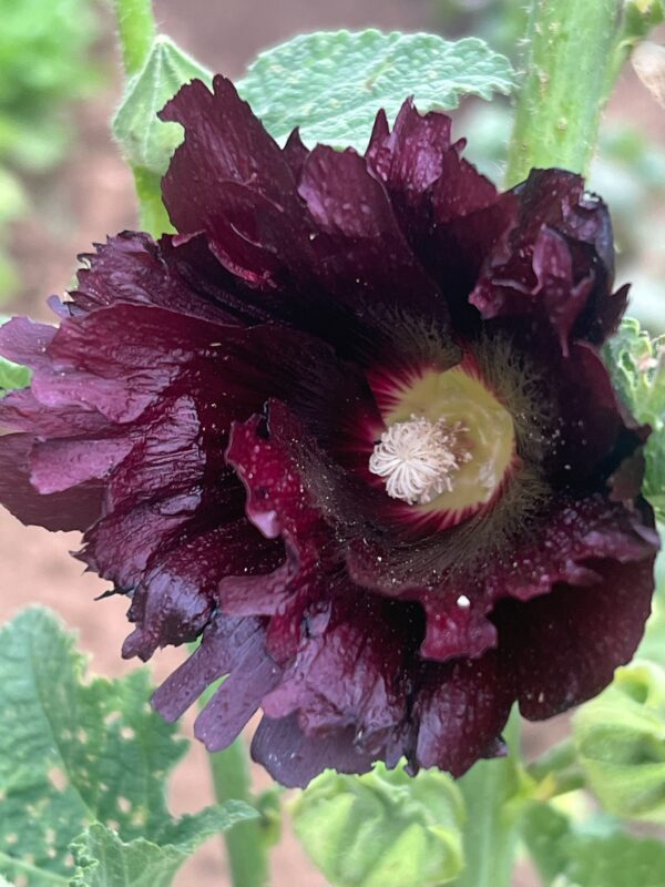 Hollyhock, Arabian Nights (Alcea rosea var nigra), packet of 20 seeds, organic - Image 3