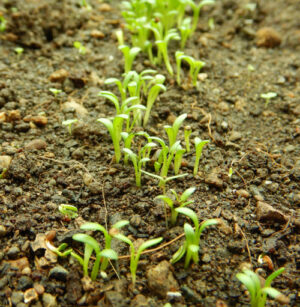 Maca, Black (Lepidium peruvianum), packet of 10 seeds