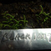 Poppy, Black (Papaver somniferum var paeoniflorum) seeds - Image 4