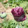 Poppy, Black (Papaver somniferum var paeoniflorum) seeds - Image 3