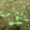 Black Seed (Nigella sativa) seeds, organic - Image 4
